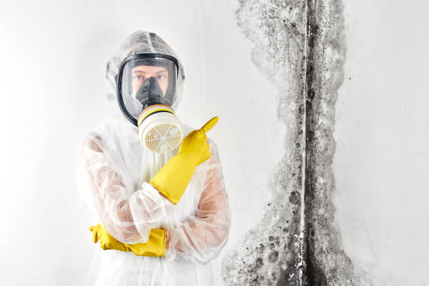 Best Environmental Consulting for Mold Prevention  in New Brighton, MN