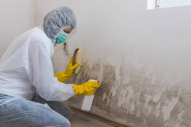 Reliable New Brighton, MN Mold Removal & Remediation Solutions